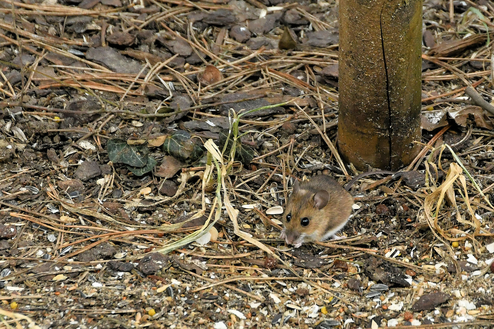 Maus am Futterhaus 2