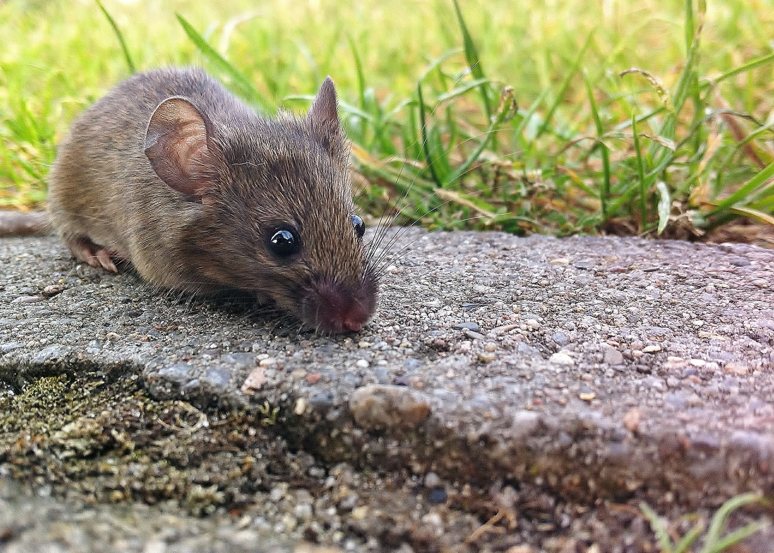 Maus am Wegesrand