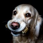 maus and her bone