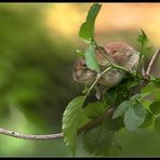 Maus auf Ast sitzend