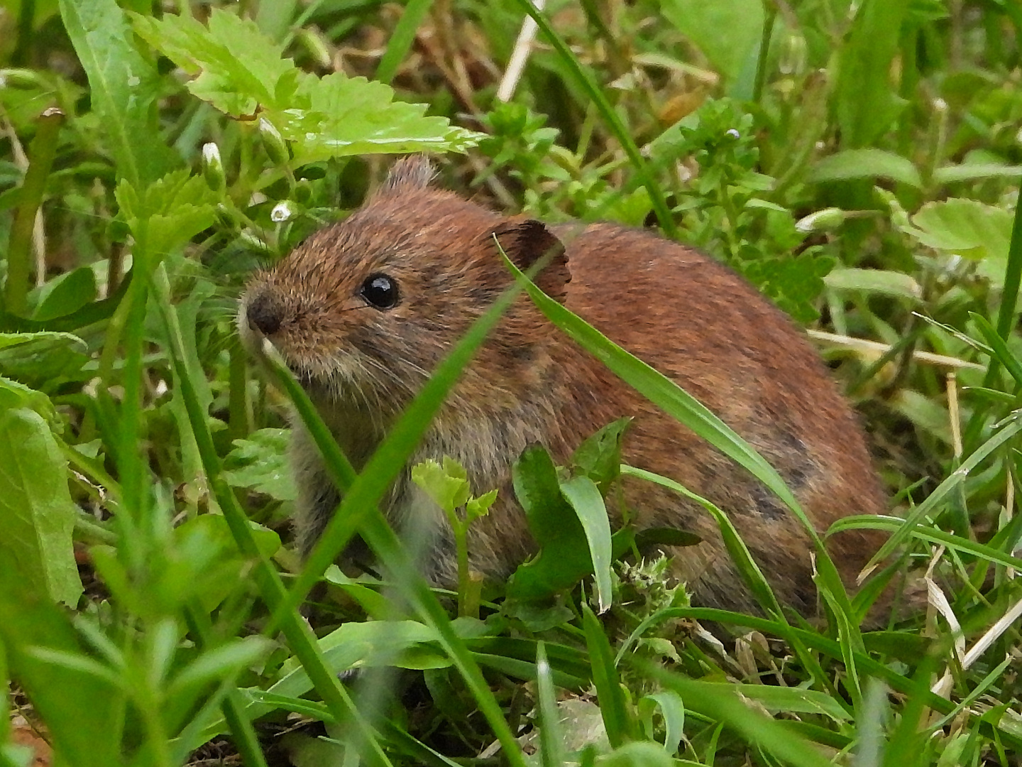 Maus auf Besuch