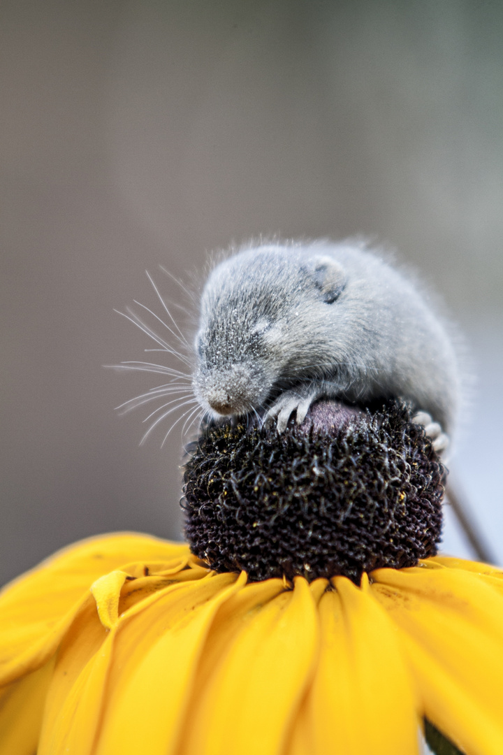 Maus auf Blume