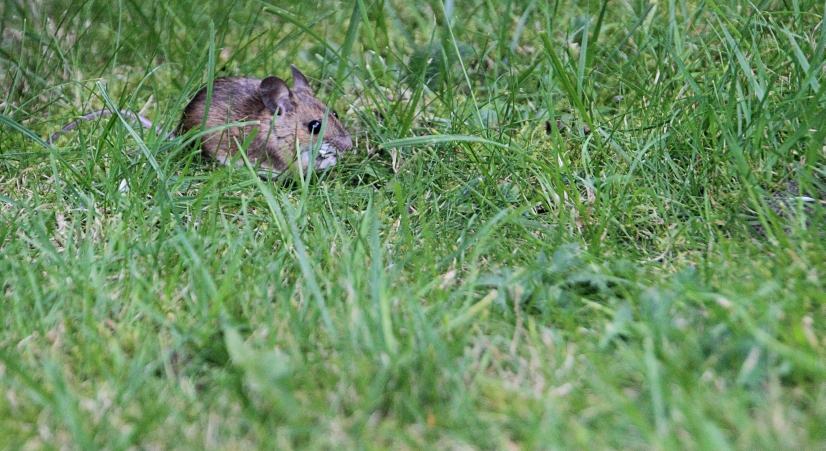 Maus auf dem Rasen