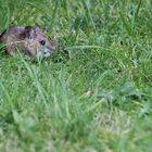 Maus auf dem Rasen