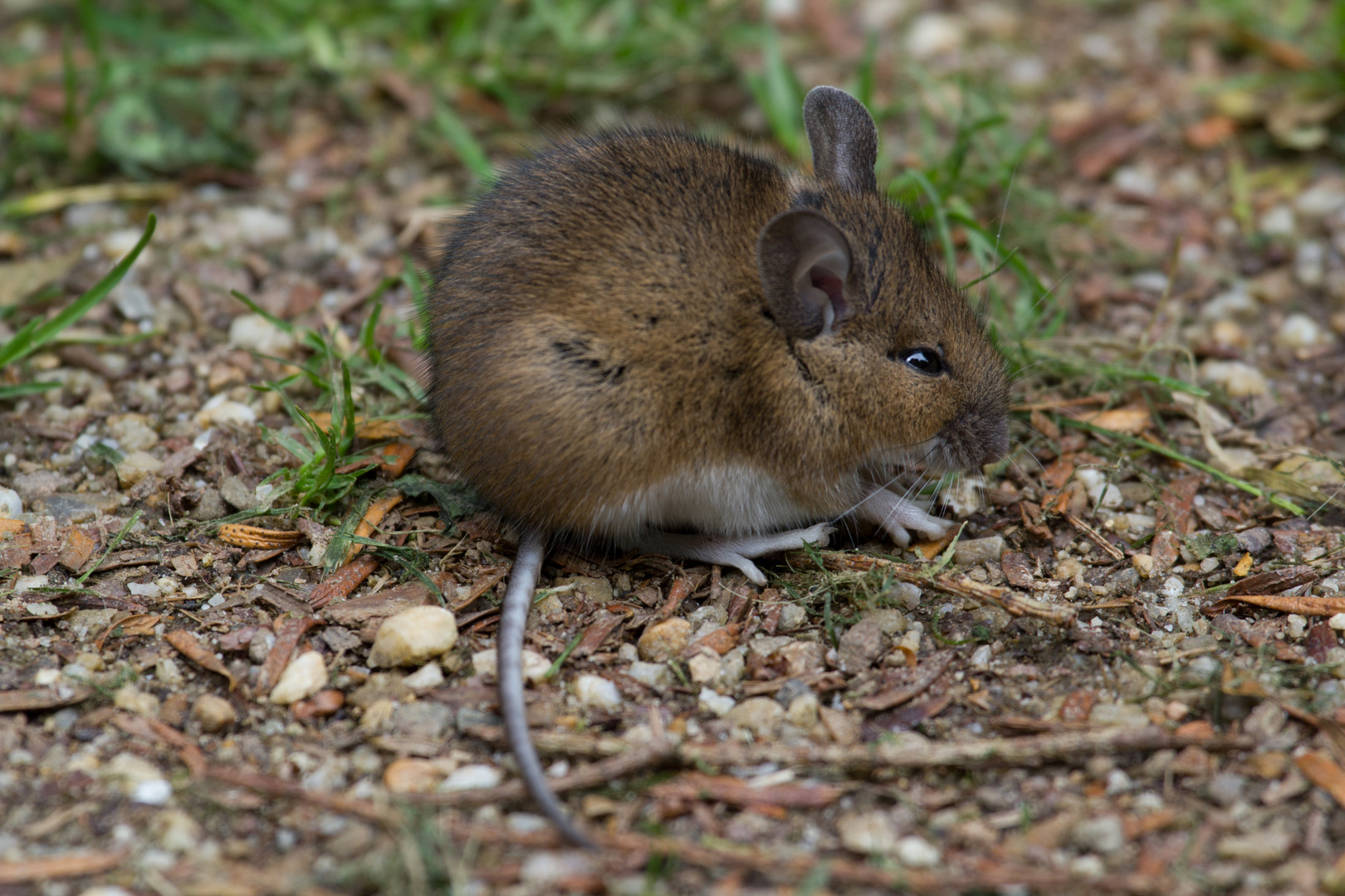 Maus auf dem Weg