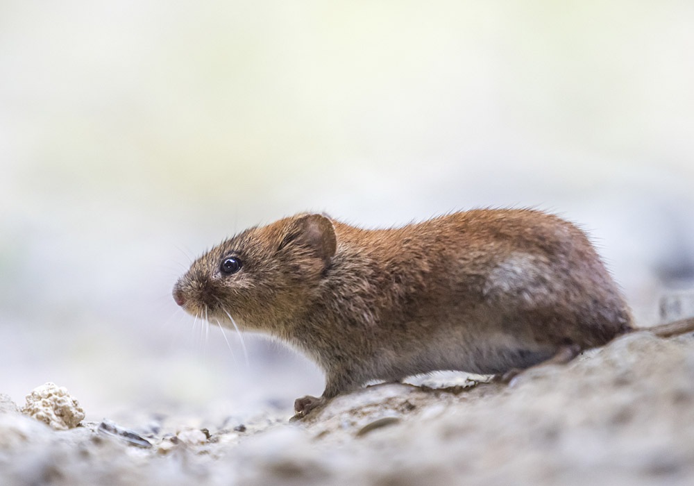 Maus auf Futtersuche