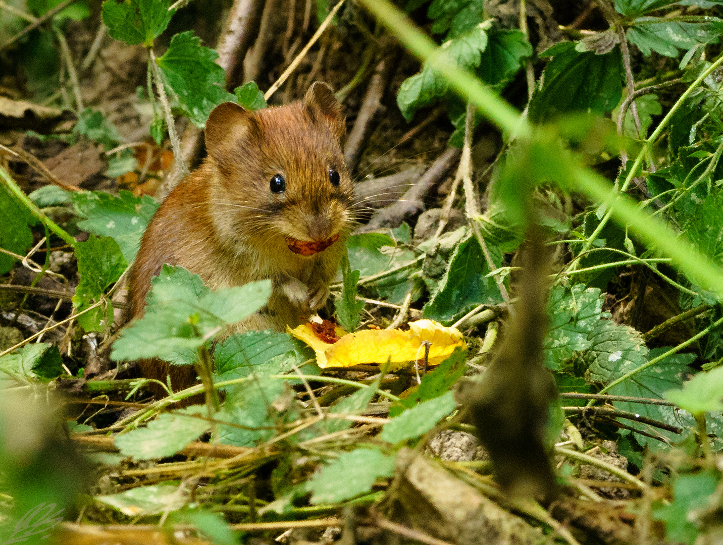 Maus auf Futtersuche