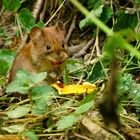 Maus auf Futtersuche