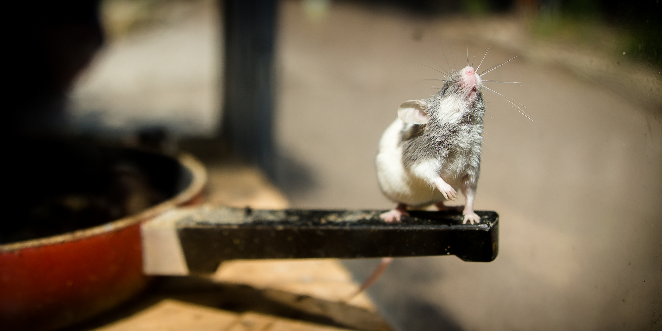 Maus auf Pfannengriff