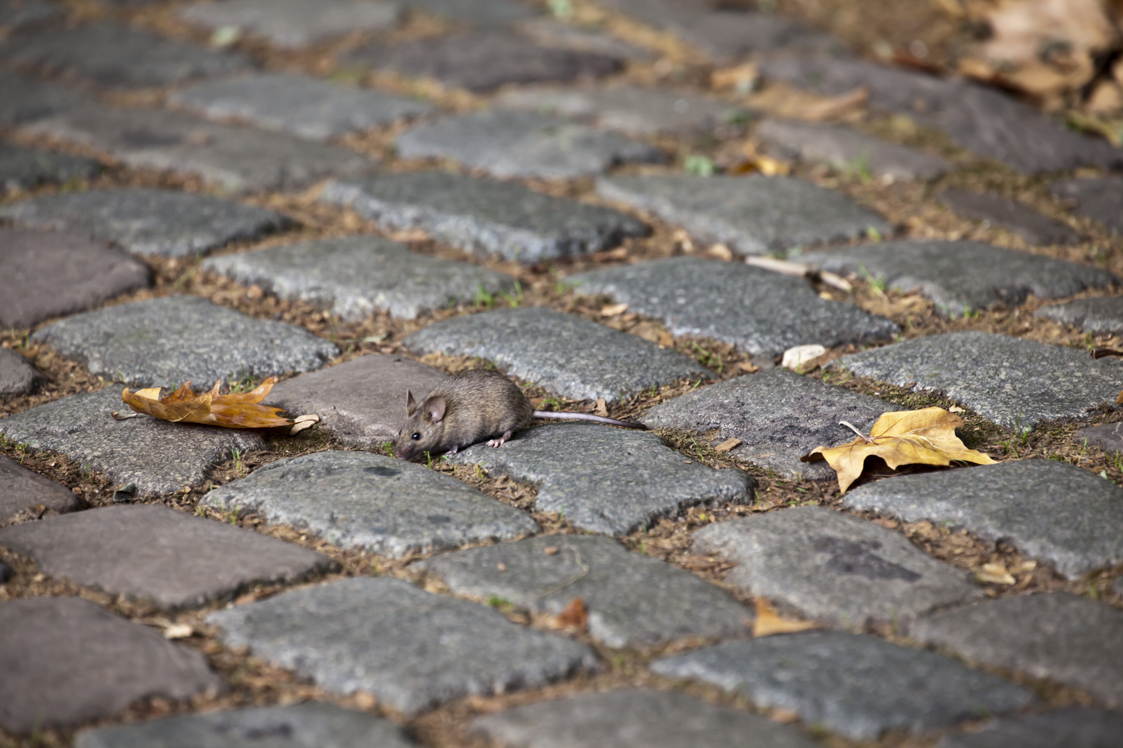 Maus auf Pflaster