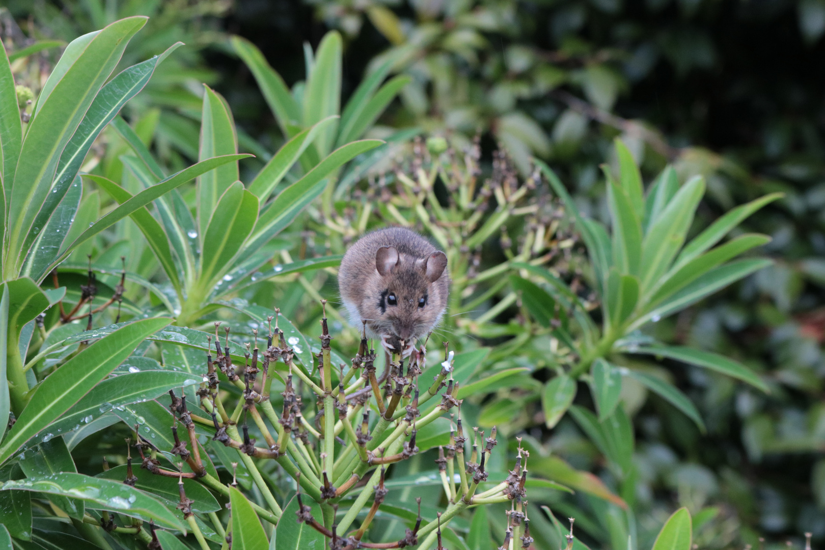 Maus auf Rhododendron