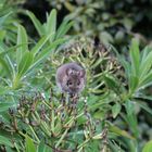Maus auf Rhododendron