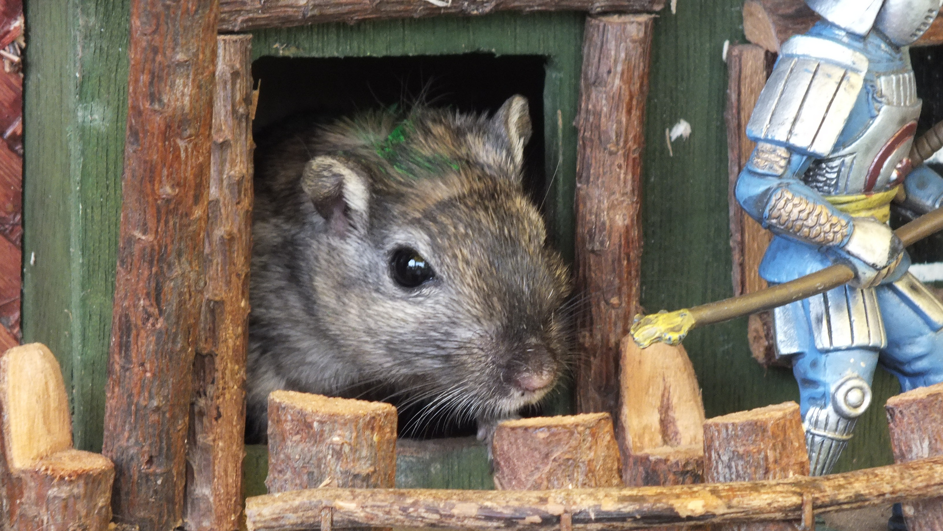 Maus aus dem Haus Foto & Bild | tiere, haustiere ...
