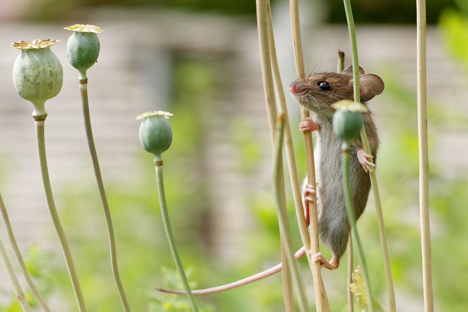 Maus  beim Ausschauhalten nach den Mohnkapseln