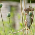 Maus  beim Ausschauhalten nach den Mohnkapseln