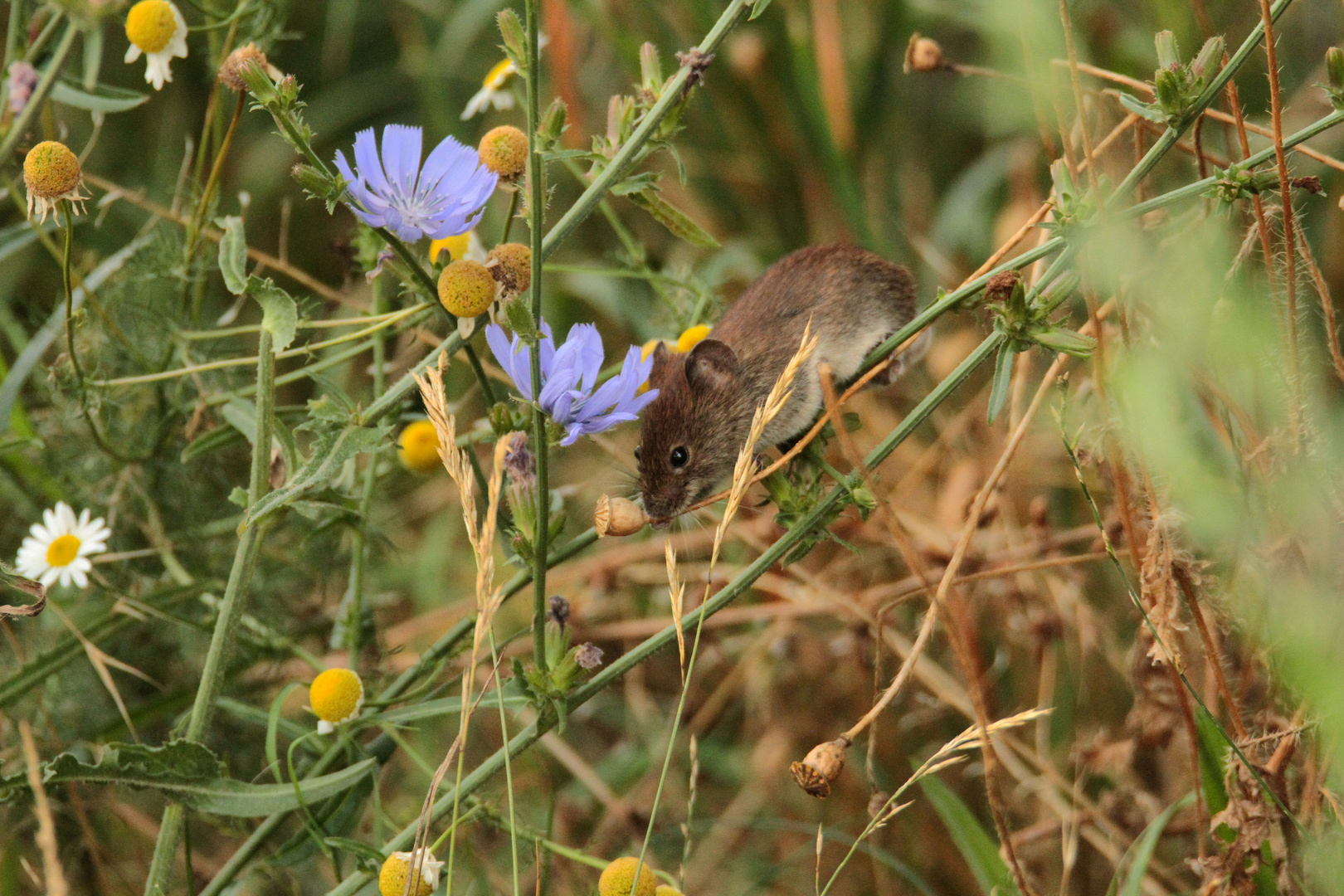 Maus beim Frühstück