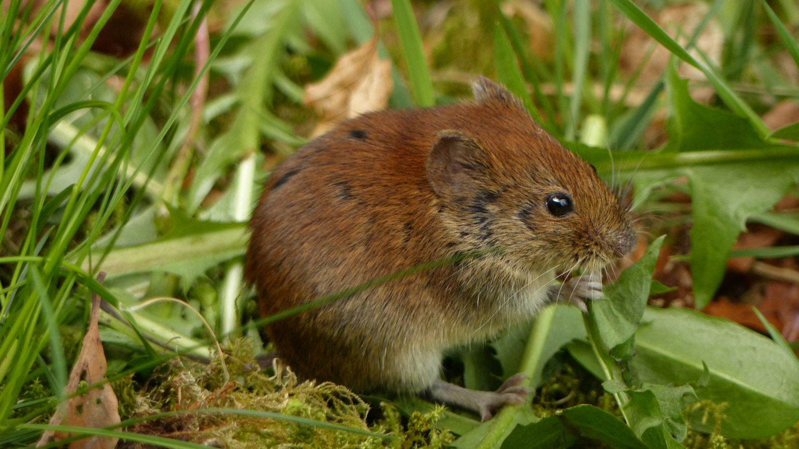 *** Maus beim Schmaus ***