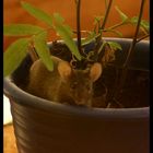 Maus eingepflanzt