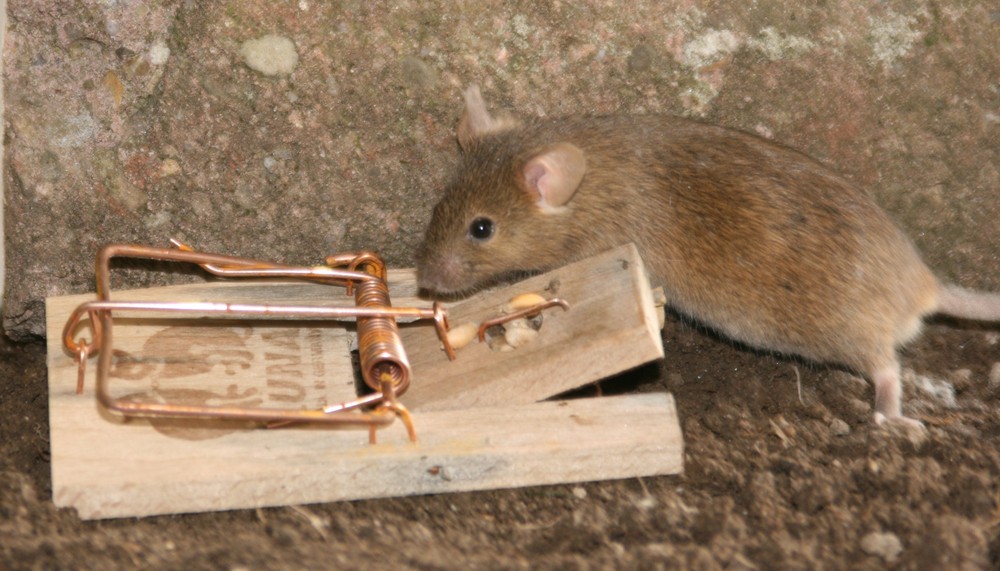 Maus Falle Foto Bild Anfangerecke Nachgefragt Nachgefragt Tierfotografie Natur Bilder Auf Fotocommunity