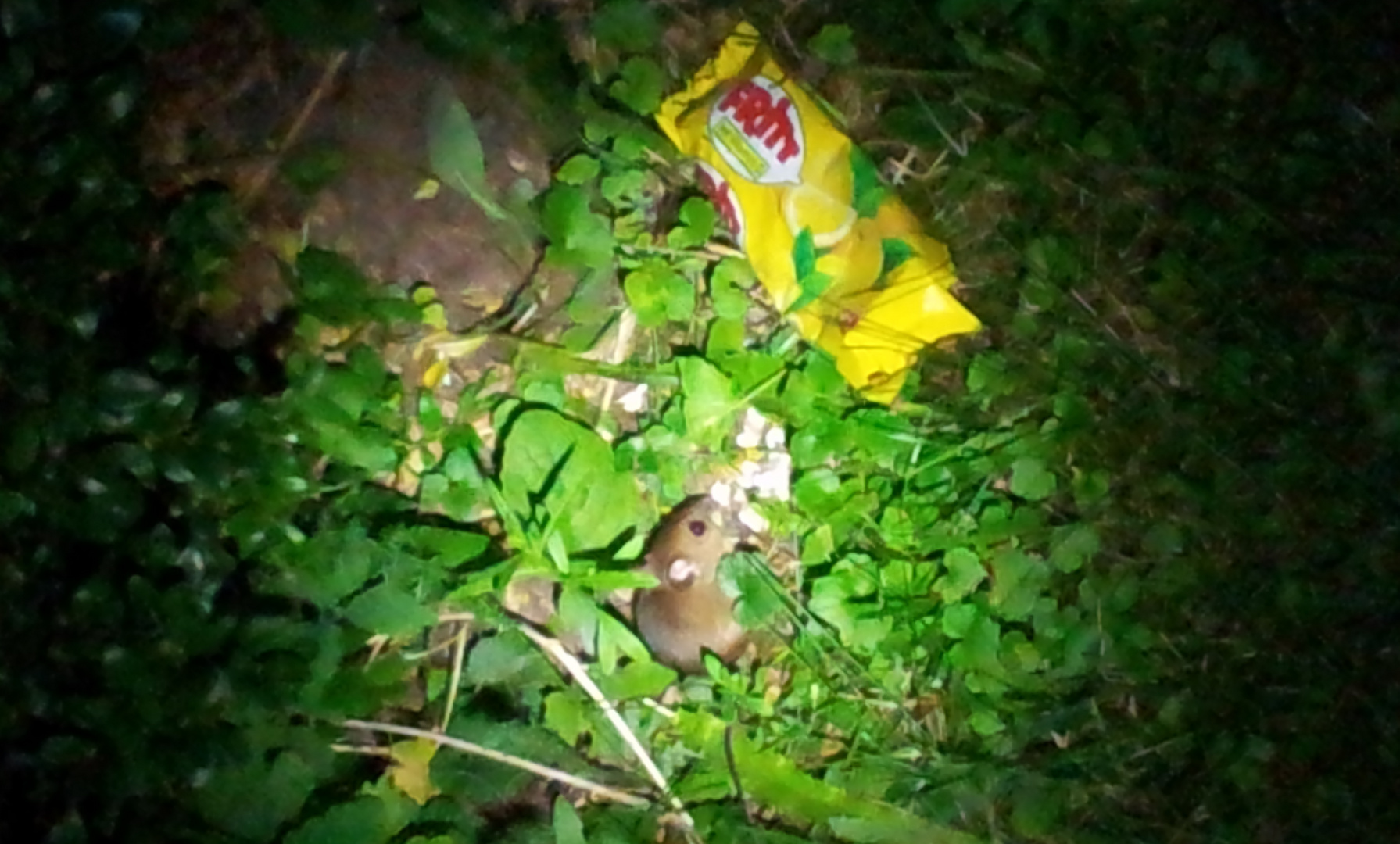 Maus fand unentdecktes Osterglück aus Vorjahr