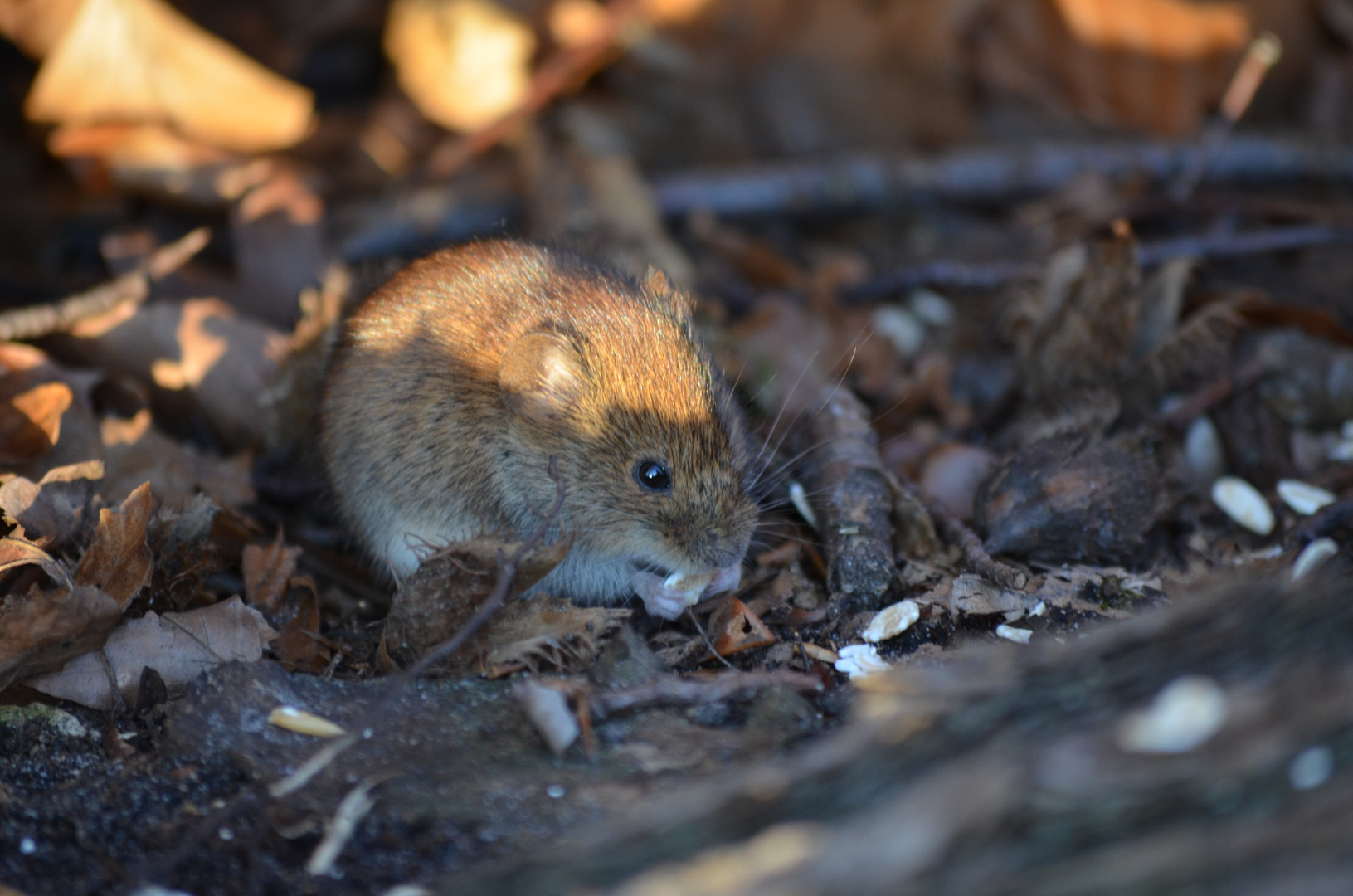 Maus genießt Sonne :-)