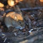 Maus genießt Sonne :-)