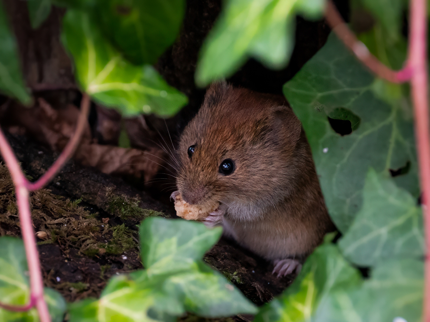 Maus guckt raus