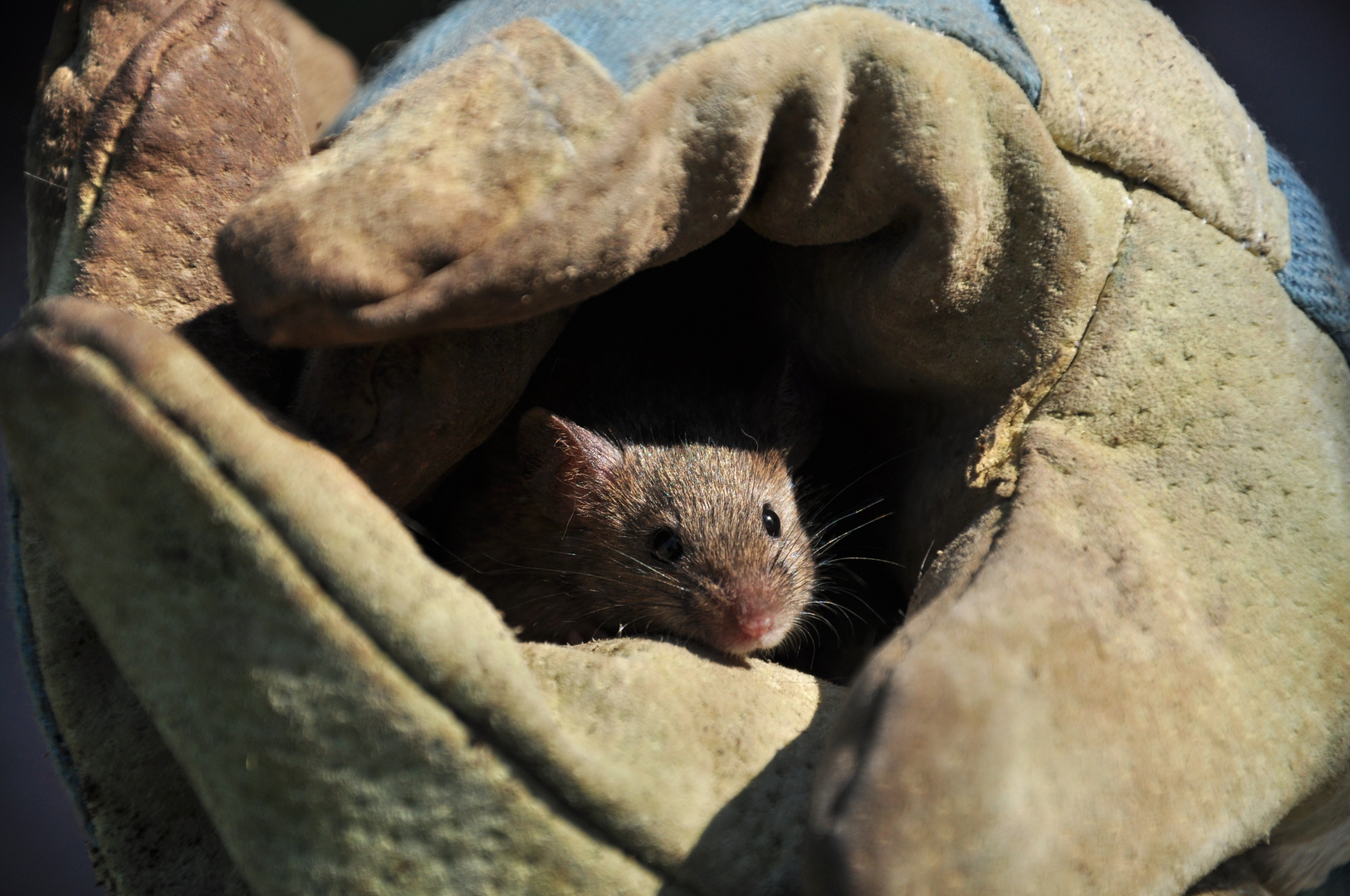 Maus guckt raus!