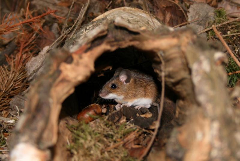 Maus im Baumstamm erwischt