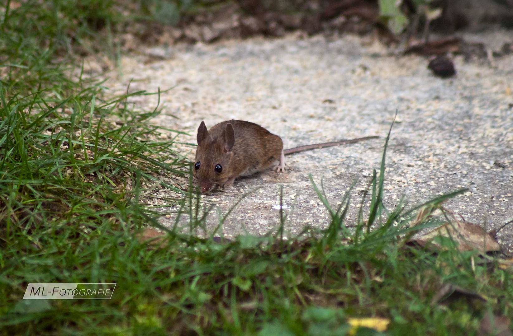 Maus im Garten