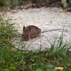 Maus im Garten