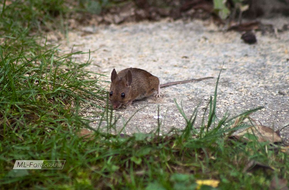 Maus im Garten Foto &amp; Bild tiere, wildlife, säugetiere