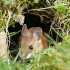 Maus im Garten