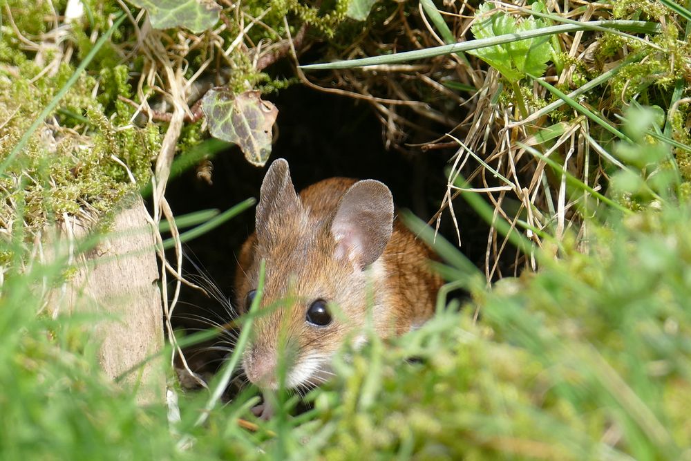 Maus im Garten