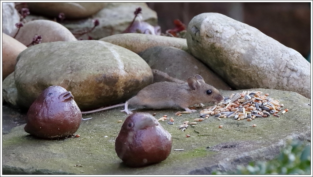 Maus Im Garten Foto Bild Tiere Wildlife Saugetiere Bilder