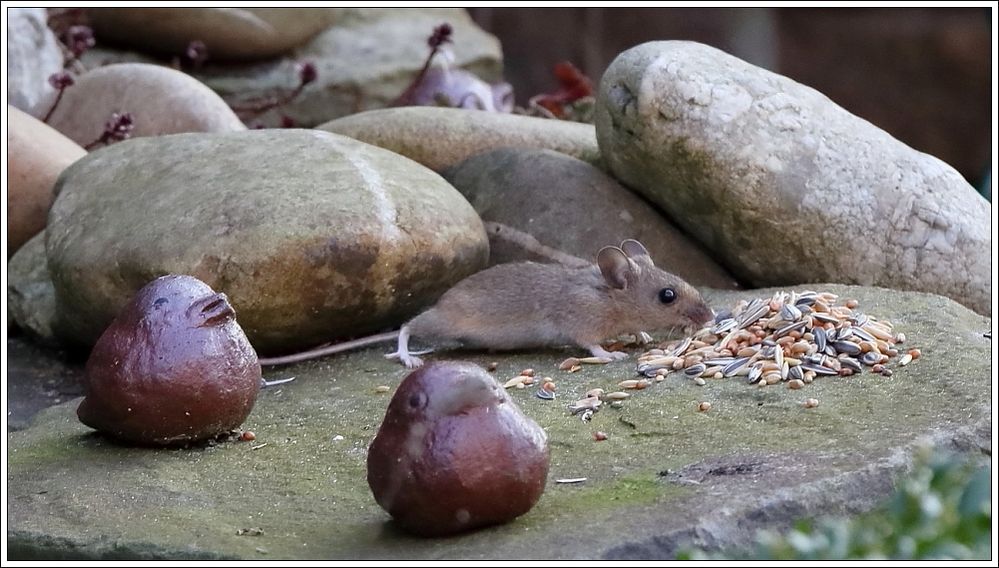 Maus im Garten Foto & Bild tiere, wildlife, säugetiere