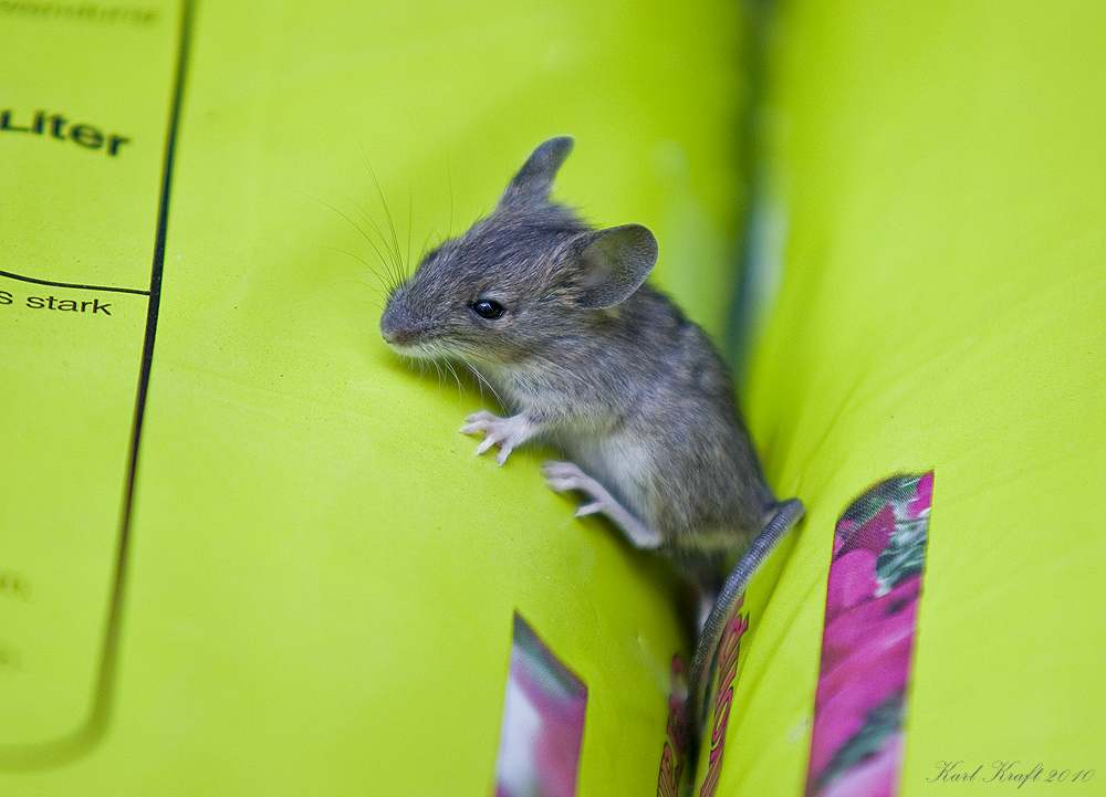 Maus im Garten