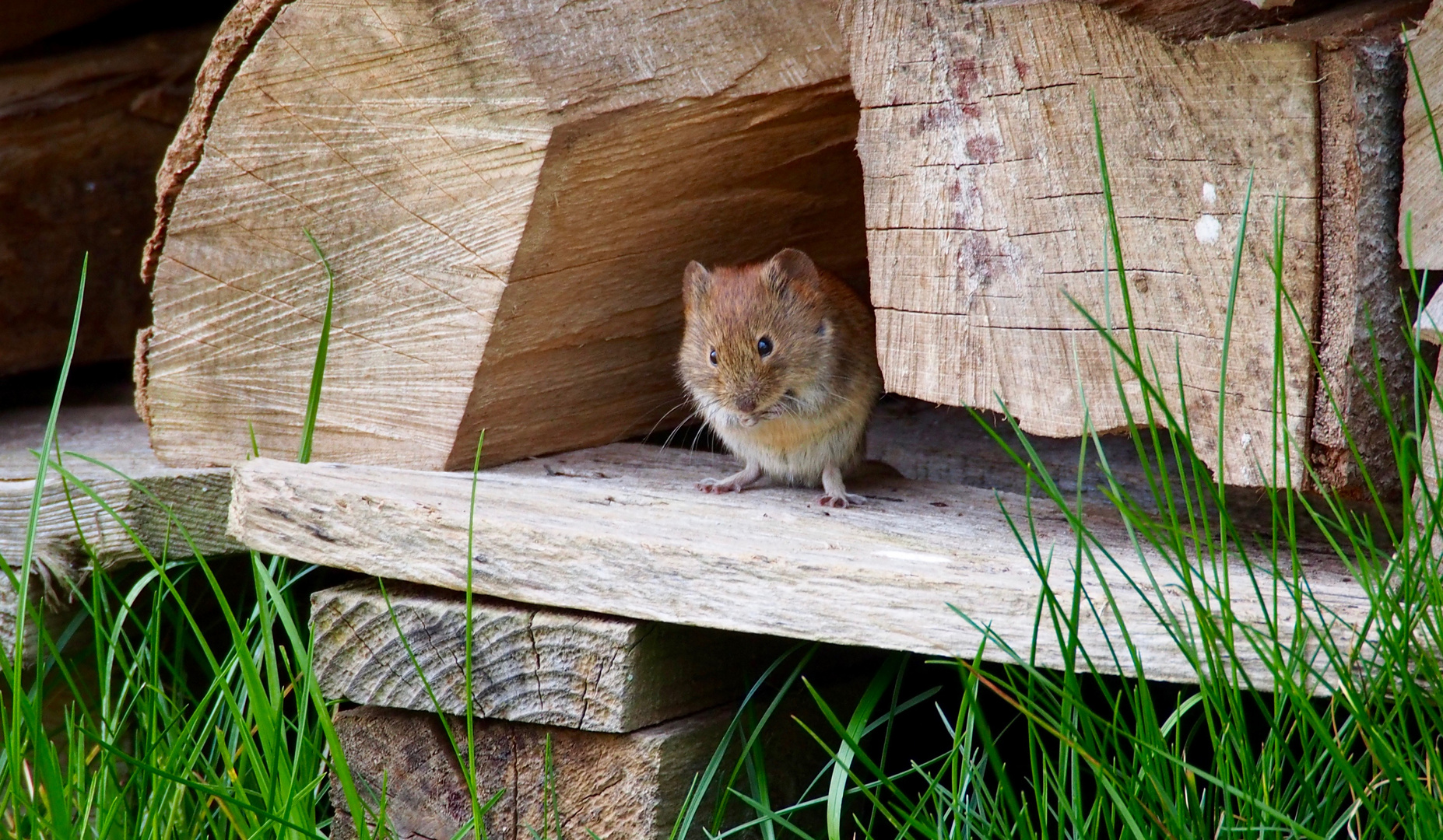Maus Im Garten Foto Bild Tiere Wildlife Saugetiere Bilder