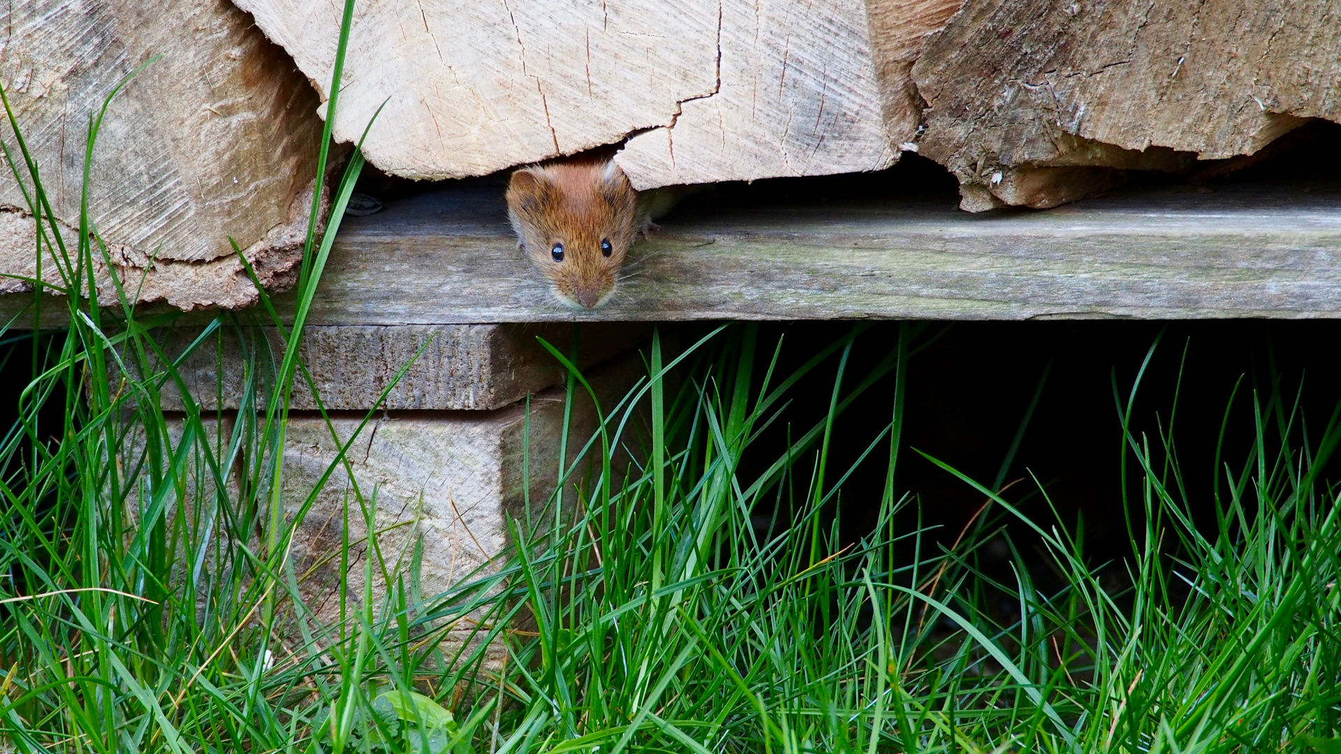 Maus im Garten