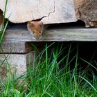 Maus im Garten