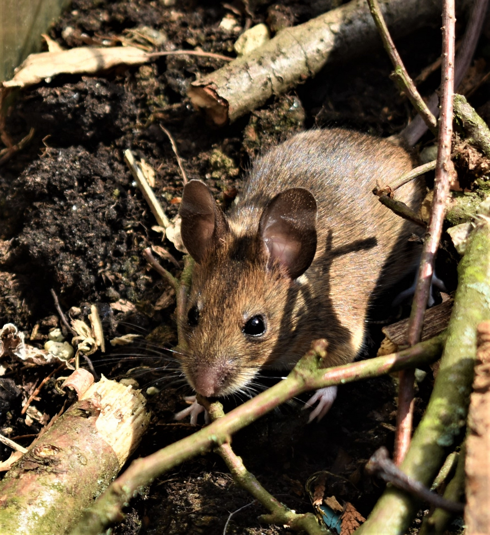 Maus im Garten versteckt 