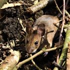 Maus im Garten versteckt 