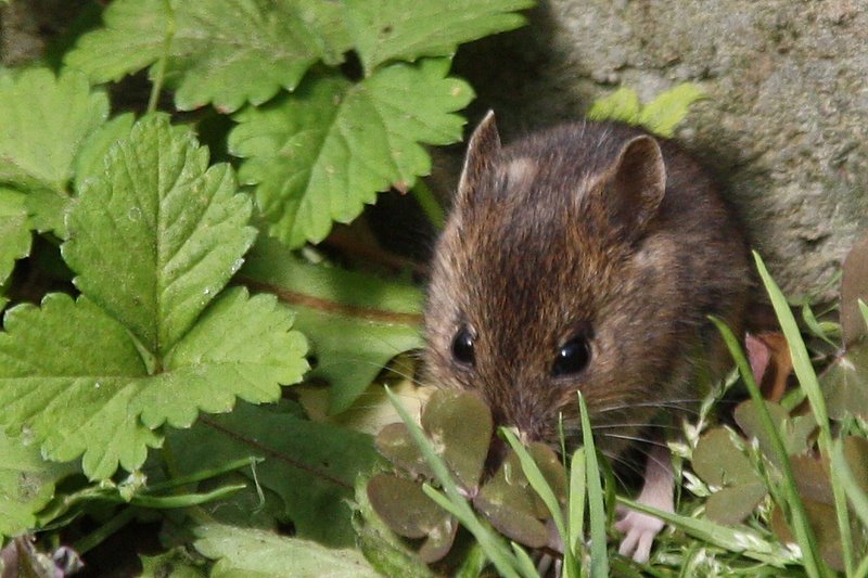 Maus im Garten  :wenige Std.später von Hund Buffy getötet