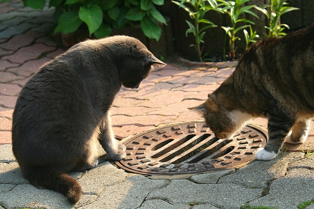 Maus im Glück