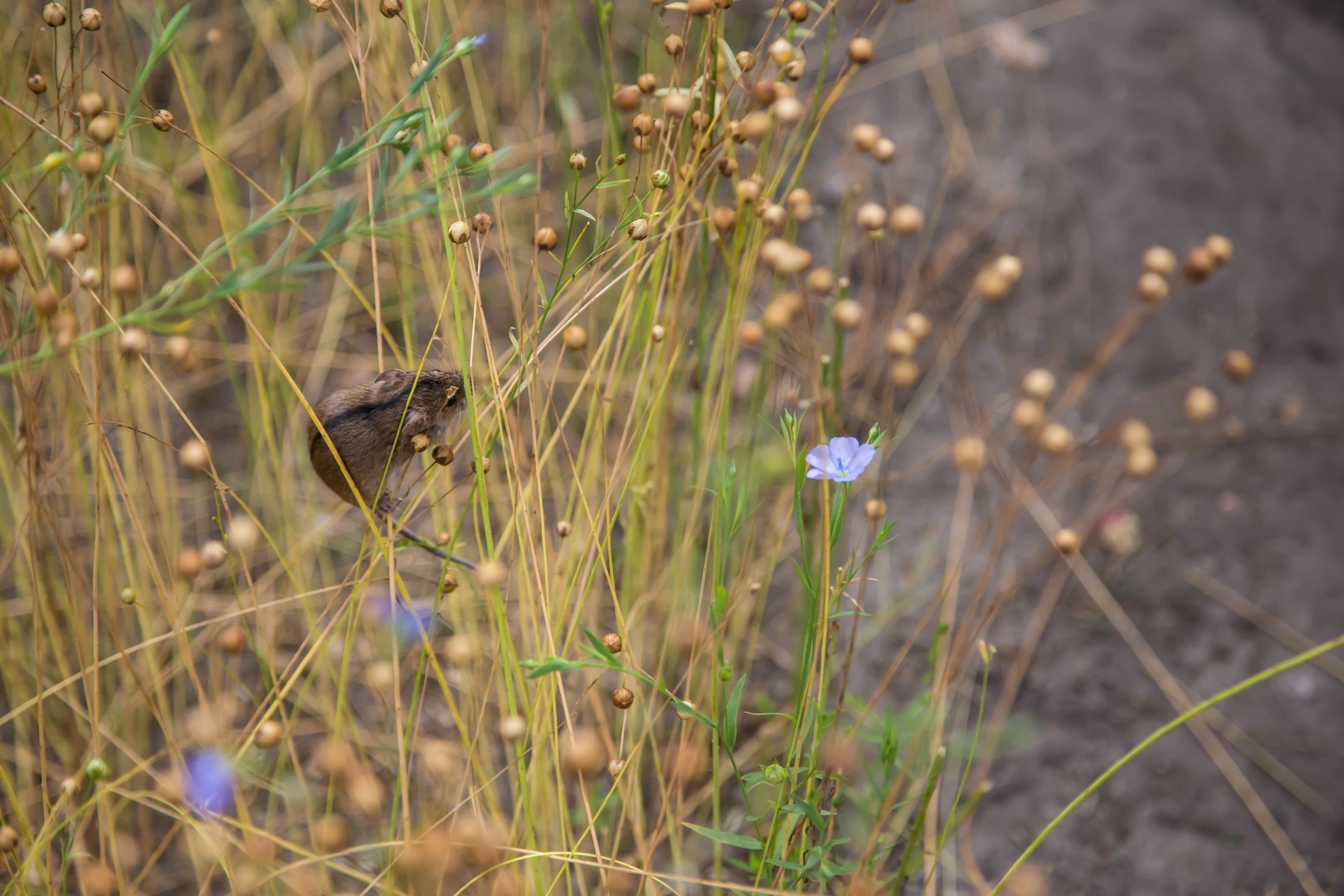 Maus im Gras Foto & Bild | tiere, wildlife, gras Bilder auf fotocommunity