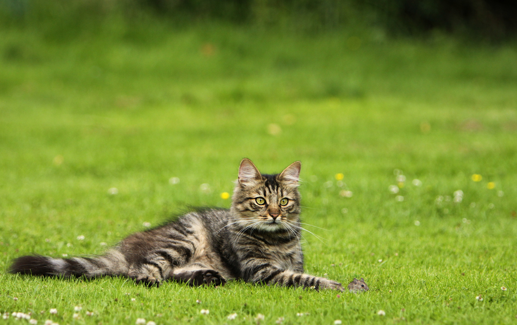 Maus im Gras Foto & Bild | tiere, haustiere, katzen Bilder auf