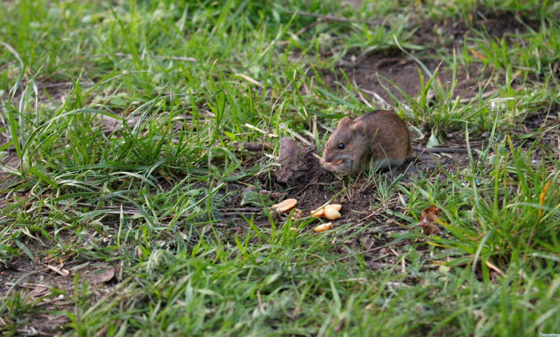 Maus im Gras beim Essen