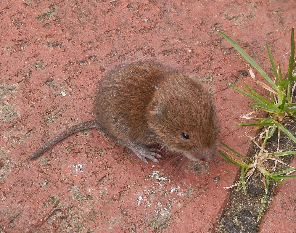 Maus im Haus - Nochmal Glück gehabt, denkt das kleine Mäuschen !