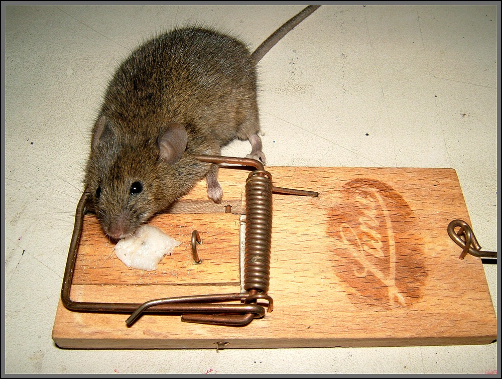 Maus im Haus. Weg die Maus.