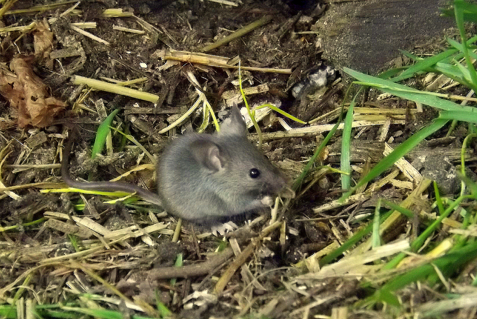 Maus im Hühnerhaus